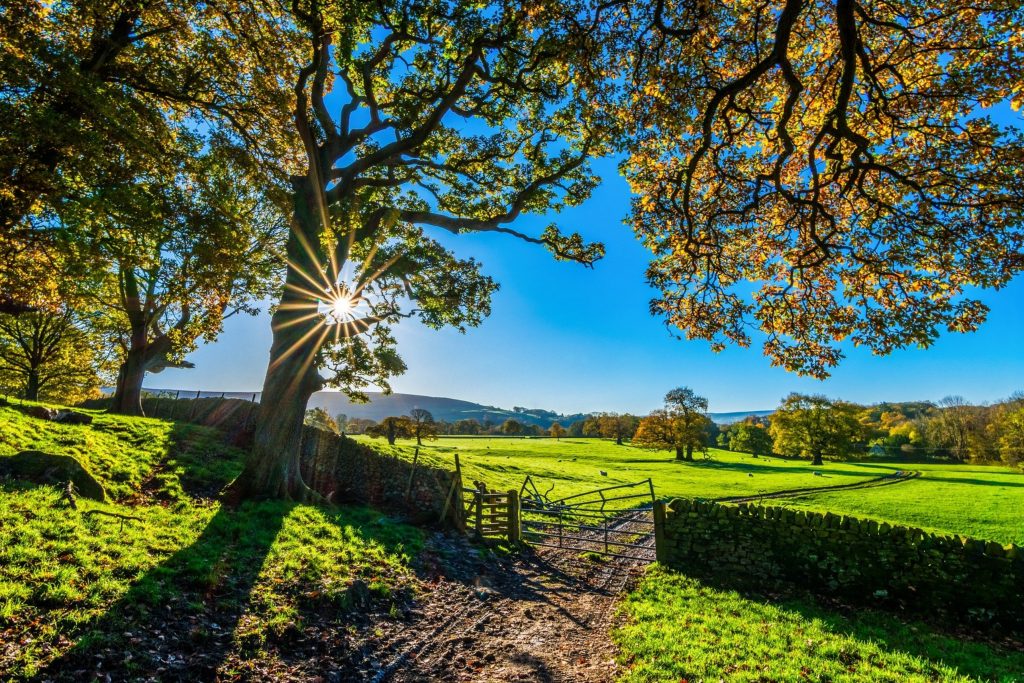 Country lane