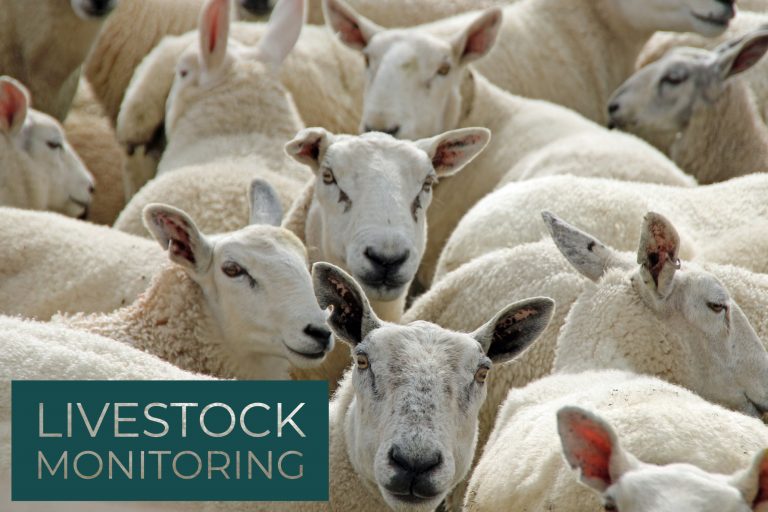 Livestock monitoring FarmTech Services