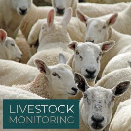Livestock monitoring